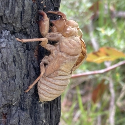 Cicadidae (family) (Unidentified cicada) at Jerrawangala, NSW - 8 Feb 2022 by AnneG1