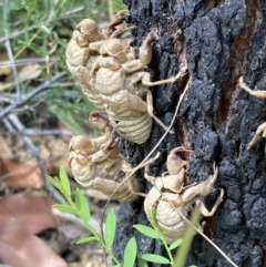 Cicadidae (family) at Jerrawangala, NSW - 8 Feb 2022
