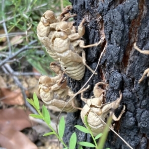 Cicadidae (family) at Jerrawangala, NSW - 8 Feb 2022