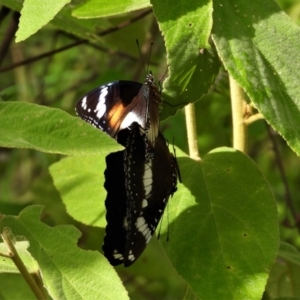 Hypolimnas bolina at Kelso, QLD - 5 Feb 2022