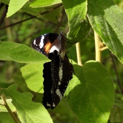 Hypolimnas bolina (Varied Eggfly) at Kelso, QLD - 4 Feb 2022 by TerryS