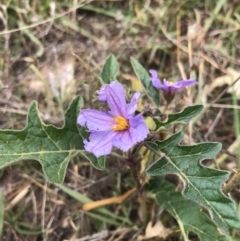 Solanum cinereum (Narrawa Burr) at Denman Prospect 2 Estate Deferred Area (Block 12) - 13 Feb 2022 by WintersSeance