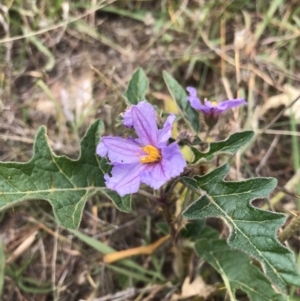 Solanum cinereum at Molonglo Valley, ACT - 13 Feb 2022 11:49 AM