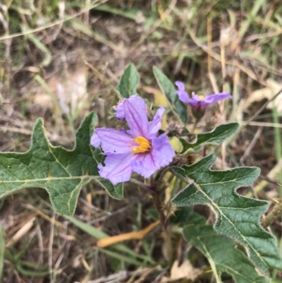 Solanum cinereum (Narrawa Burr) at Block 402 - 13 Feb 2022 by WintersSeance