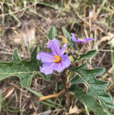 Solanum cinereum (Narrawa Burr) at Piney Ridge - 13 Feb 2022 by WintersSeance