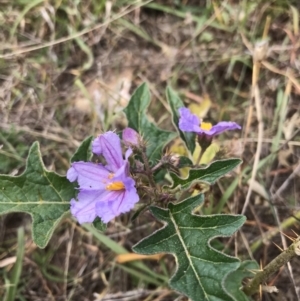 Solanum cinereum at Molonglo Valley, ACT - 13 Feb 2022 11:49 AM