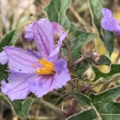 Solanum cinereum at Molonglo Valley, ACT - 13 Feb 2022 11:49 AM