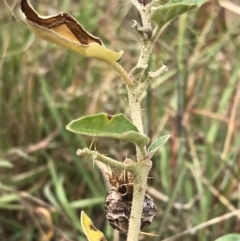 Solanum cinereum at Molonglo Valley, ACT - 13 Feb 2022 11:49 AM