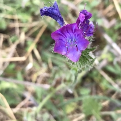 Echium plantagineum (Paterson's Curse) at Block 402 - 13 Feb 2022 by WintersSeance