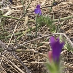 Echium plantagineum at Molonglo Valley, ACT - 13 Feb 2022