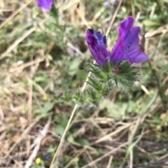 Echium plantagineum at Molonglo Valley, ACT - 13 Feb 2022