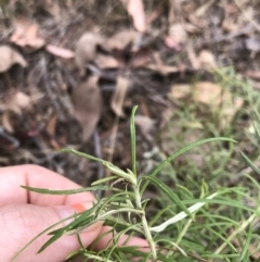 Xerochrysum viscosum (Sticky Everlasting) at Denman Prospect 2 Estate Deferred Area (Block 12) - 13 Feb 2022 by WintersSeance