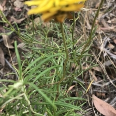 Xerochrysum viscosum at Molonglo Valley, ACT - 13 Feb 2022 11:10 AM