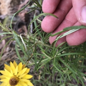 Xerochrysum viscosum at Molonglo Valley, ACT - 13 Feb 2022 11:10 AM