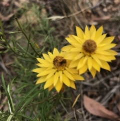 Xerochrysum viscosum at Molonglo Valley, ACT - 13 Feb 2022 11:10 AM