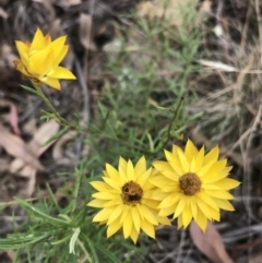 Xerochrysum viscosum (Sticky Everlasting) at Denman Prospect, ACT - 13 Feb 2022 by WintersSeance