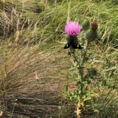 Phalaenoides tristifica (Willow-herb Day-moth) at Rendezvous Creek, ACT - 12 Feb 2022 by KMcCue