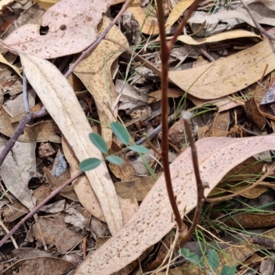 Indigofera australis subsp. australis (Australian Indigo) at Block 402 - 13 Feb 2022 by pixelnips