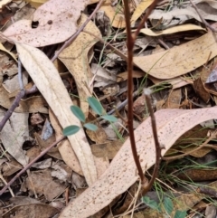 Indigofera australis subsp. australis (Australian Indigo) at Molonglo Valley, ACT - 13 Feb 2022 by pixelnips