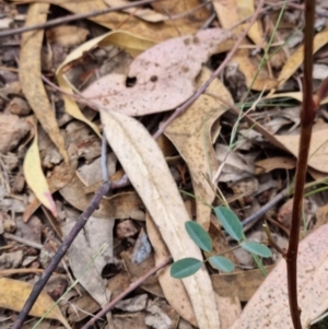 Indigofera australis subsp. australis at Molonglo Valley, ACT - 13 Feb 2022