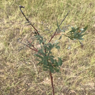 Acacia rubida (Red-stemmed Wattle, Red-leaved Wattle) at Block 402 - 13 Feb 2022 by WintersSeance