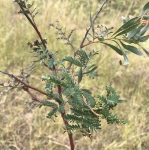 Acacia rubida at Molonglo Valley, ACT - 13 Feb 2022