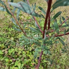 Acacia rubida (Red-stemmed Wattle, Red-leaved Wattle) at Block 402 - 13 Feb 2022 by pixelnips