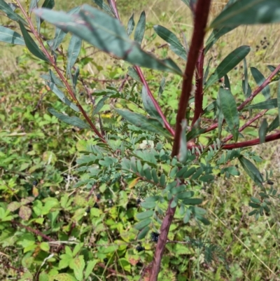 Acacia rubida (Red-stemmed Wattle, Red-leaved Wattle) at Block 402 - 13 Feb 2022 by pixelnips