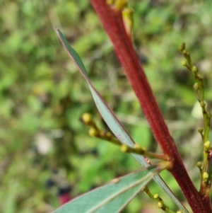 Acacia rubida at Molonglo Valley, ACT - 13 Feb 2022