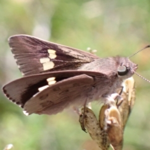 Mesodina halyzia at Jerrawangala, NSW - 8 Feb 2022 02:00 PM