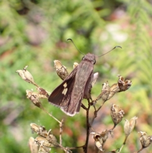 Mesodina halyzia at Jerrawangala, NSW - 8 Feb 2022 02:00 PM