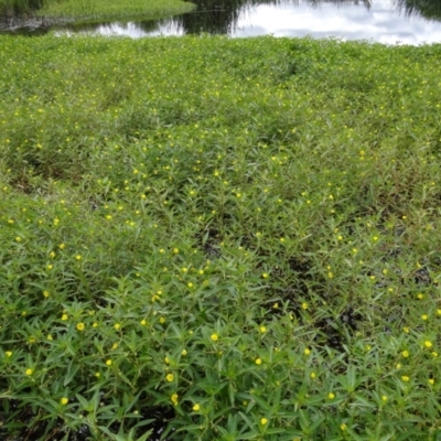 Ludwigia peploides subsp. montevidensis (Water Primrose) at Coombs, ACT - 13 Feb 2022 by Miranda