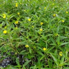 Ludwigia peploides subsp. montevidensis at Coombs, ACT - 13 Feb 2022