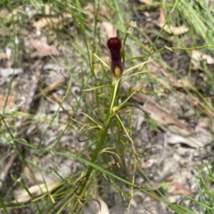 Cryptostylis hunteriana (Leafless Tongue Orchid) at Jerrawangala, NSW - 8 Feb 2022 by AnneG1