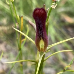 Cryptostylis hunteriana at Jerrawangala, NSW - 8 Feb 2022