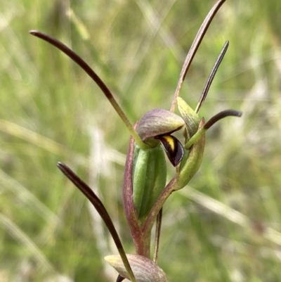 Orthoceras strictum (Horned Orchid) at Jerrawangala, NSW - 8 Feb 2022 by AnneG1