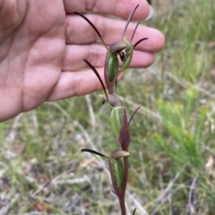 Orthoceras strictum at Jerrawangala, NSW - 8 Feb 2022