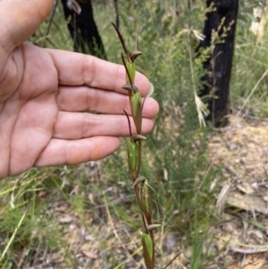 Orthoceras strictum at Jerrawangala, NSW - 8 Feb 2022