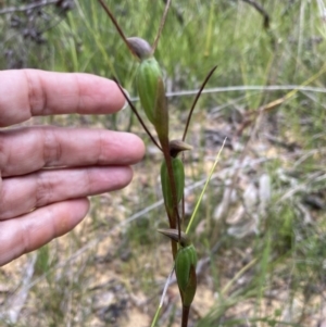 Orthoceras strictum at Jerrawangala, NSW - 8 Feb 2022