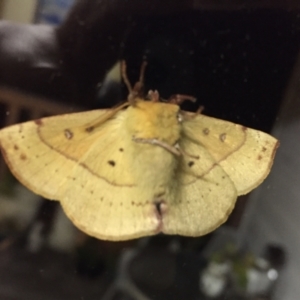 Anthela acuta at Tathra, NSW - 8 Feb 2022 09:50 PM