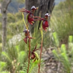 Caleana major (Large Duck Orchid) at Jerrawangala, NSW - 8 Feb 2022 by AnneG1