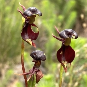 Caleana major at Jerrawangala, NSW - 8 Feb 2022