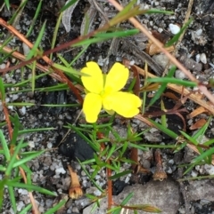 Hibbertia acicularis (Prickly Guinea-flower) at Tathra, NSW - 6 Feb 2022 by KerryVance