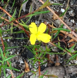 Hibbertia acicularis at Tathra, NSW - 6 Feb 2022 03:49 PM