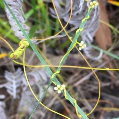 Cassytha sp. (Dodder) at Tathra, NSW - 6 Feb 2022 by KerryVance