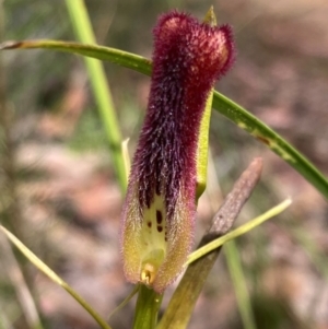 Cryptostylis hunteriana at Jerrawangala, NSW - 8 Feb 2022