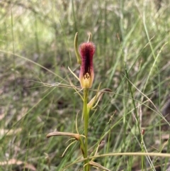 Cryptostylis hunteriana at Jerrawangala, NSW - 8 Feb 2022