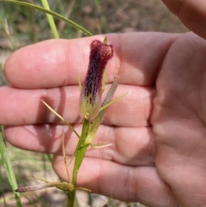 Cryptostylis hunteriana at Jerrawangala, NSW - 8 Feb 2022