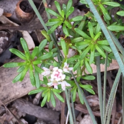 Platysace ericoides at Tathra, NSW - 6 Feb 2022 by KerryVance2