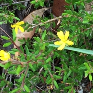 Hibbertia sp. at Tathra, NSW - 6 Feb 2022